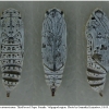 pyr armoricanus pupa4 volg3